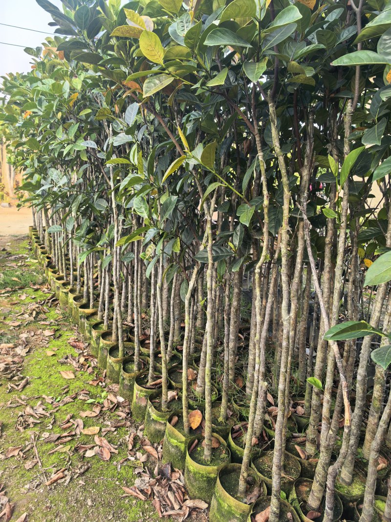 菠萝蜜2-5公分自家货源欢迎现场看货点苗