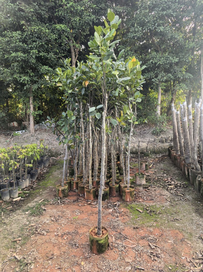 菠萝蜜2-5公分自家货源欢迎现场看货点苗