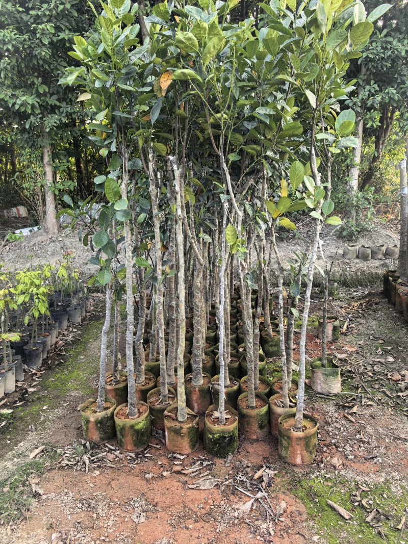 菠萝蜜2-5公分自家货源欢迎现场看货点苗