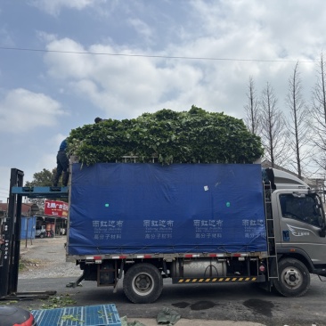 青雪菜发往天津、河北、杭州、上海、宁波、嘉兴、