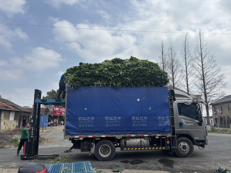 青雪菜发往天津、河北、杭州、上海、宁波、嘉兴、