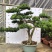 罗汉松1500