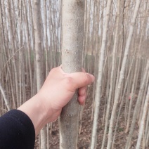 河南周口杜仲树2到4公分