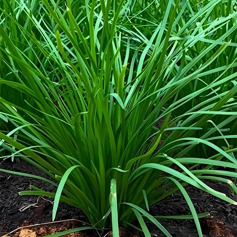 精品山东韭菜，聊城小叶韭菜，大量现货供应保质保量规格齐全