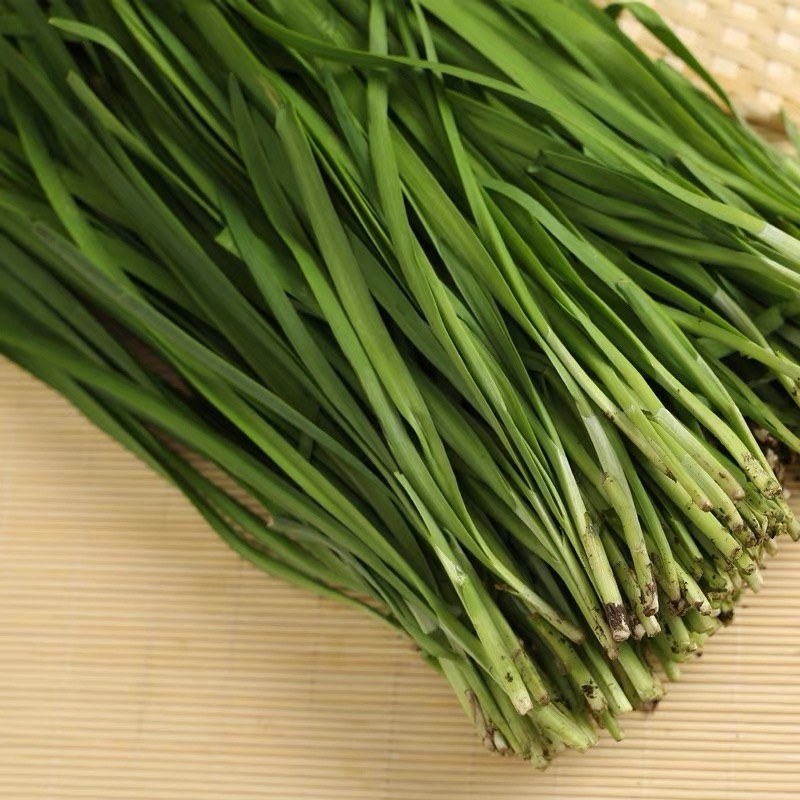 精品山东韭菜，聊城小叶韭菜，大量现货供应保质保量规格齐全