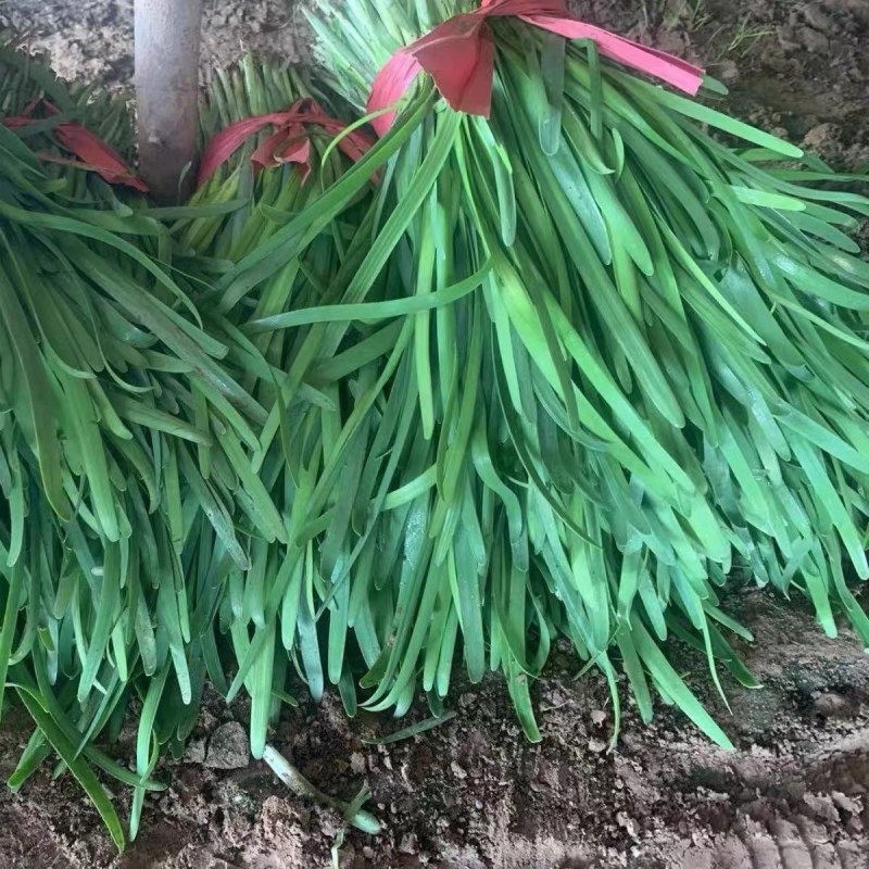 精品山东韭菜，聊城小叶韭菜，大量现货供应保质保量规格齐全