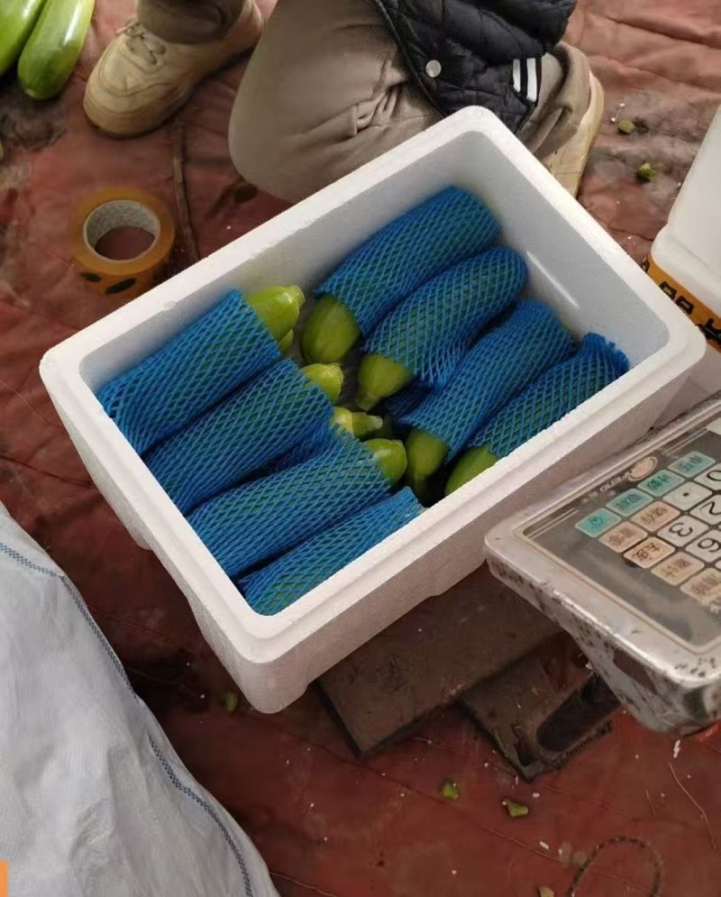 精品西葫芦，绿皮油亮西葫芦，大量现货保质保量，商超市场可