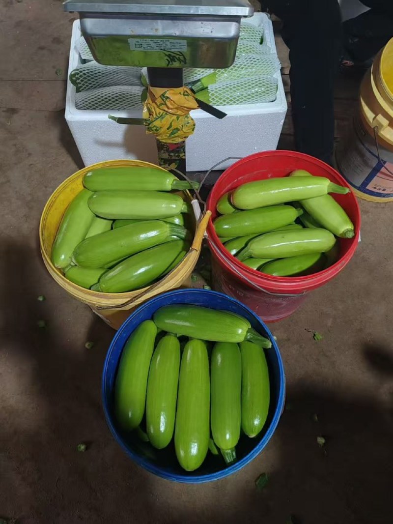 精品西葫芦，绿皮油亮西葫芦，大量现货保质保量，商超市场可