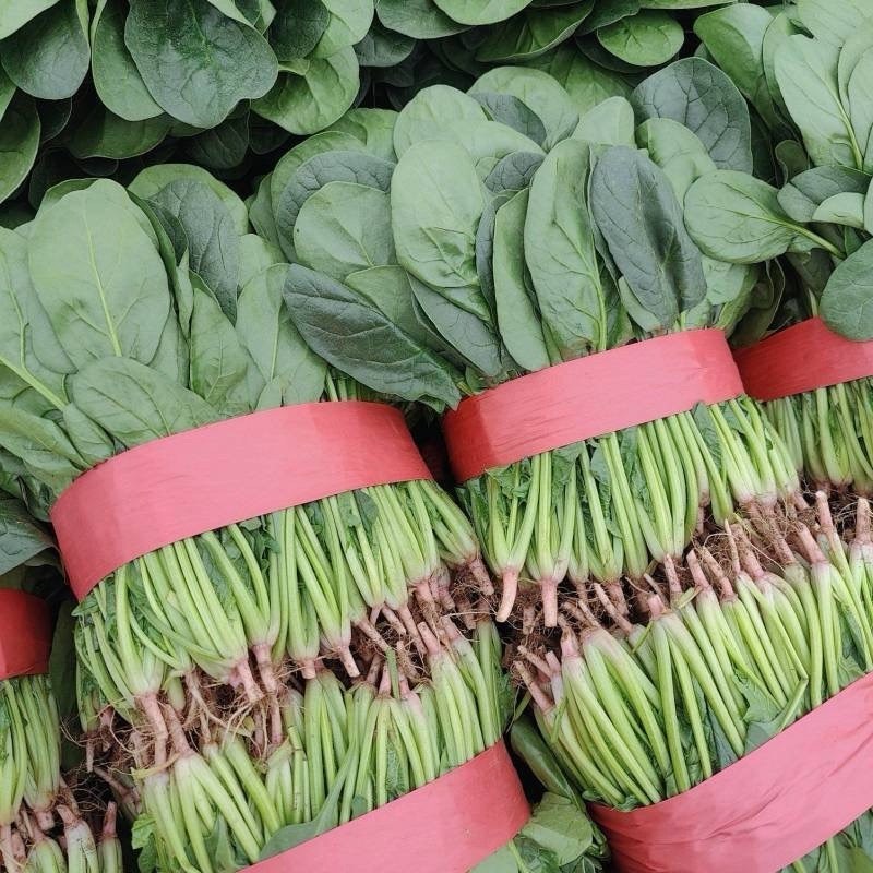 精品莘县大叶菠菜，大量现货保质保量，当天地头现挖，市场货