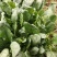 精品莘县大叶菠菜，大量现货保质保量，当天地头现挖，市场货