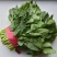 精品莘县大叶菠菜，大量现货保质保量，当天地头现挖，市场货