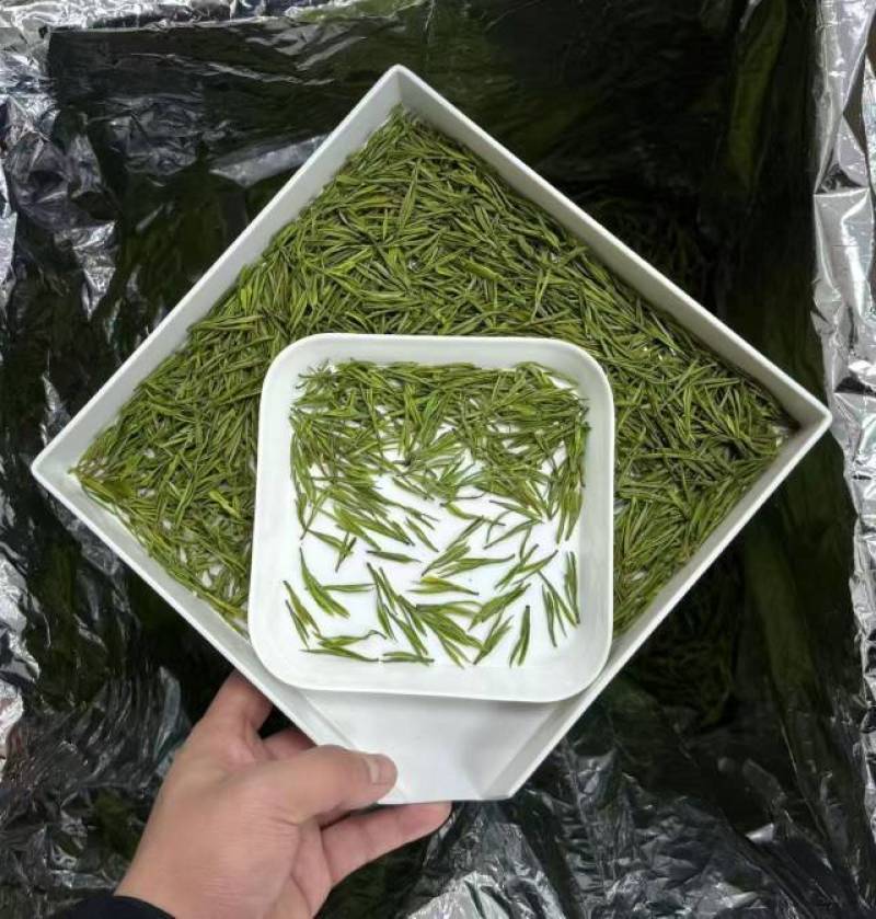 高山白茶