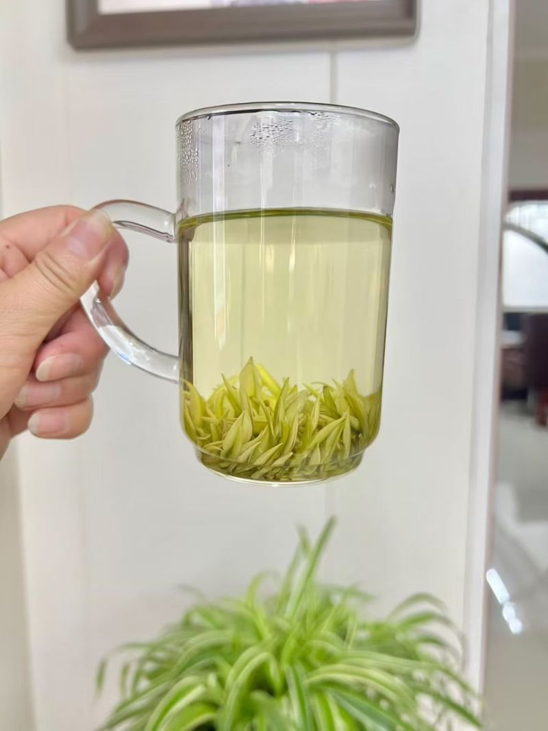 高山白茶