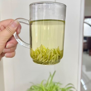 高山白茶
