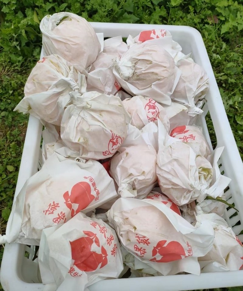 春见耙耙柑