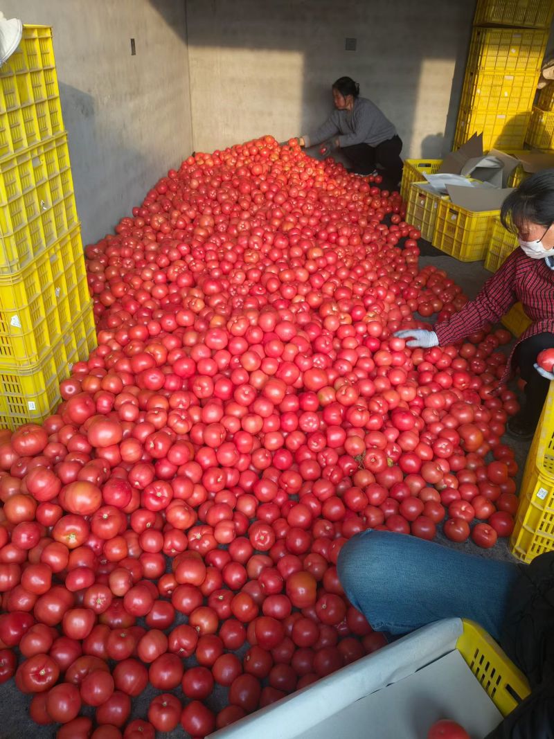 (精品)硬粉西红柿大量上市，质量保证支持商超产地直发