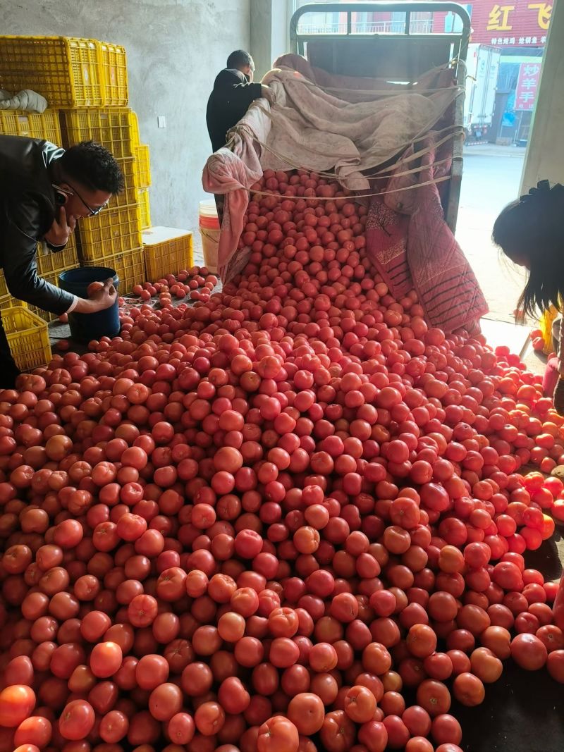 (精品)硬粉西红柿大量上市，质量保证支持商超产地直发