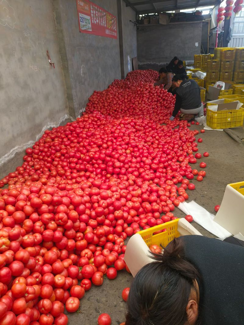 (精品)硬粉西红柿大量上市，质量保证支持商超产地直发