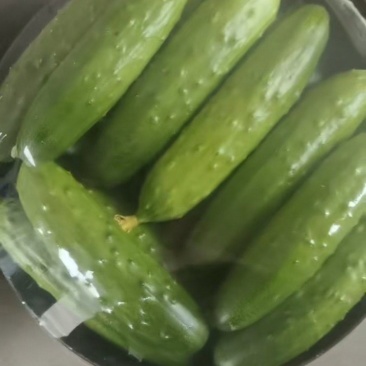 黄瓜