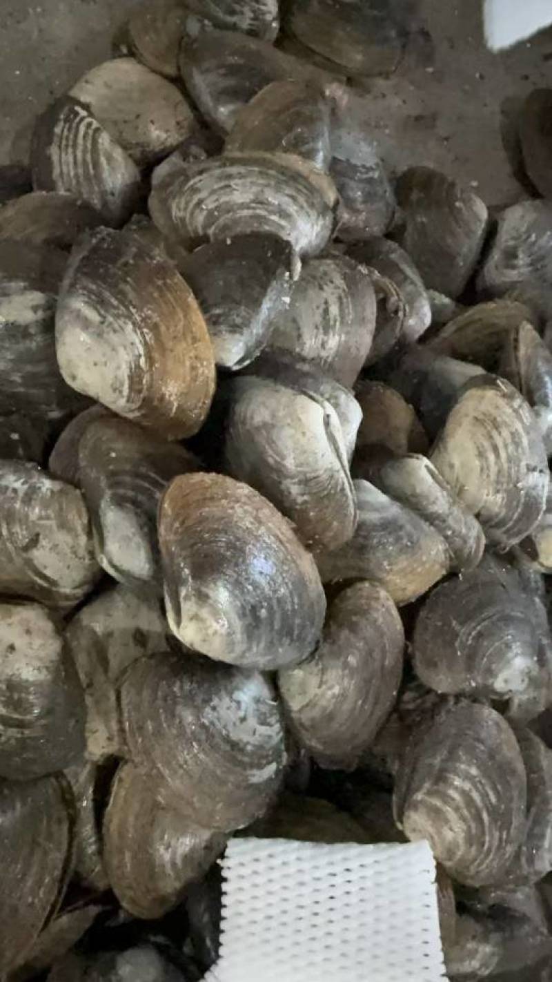 黄贝，黄金贝，北极贝，麻刀，油贝，马贝批发