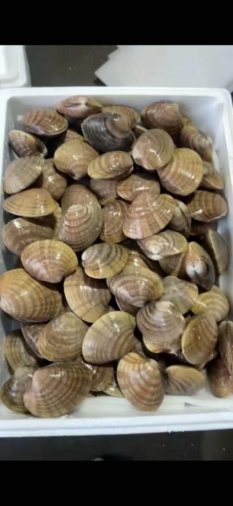 黄贝，黄金贝，北极贝，麻刀，油贝，马贝批发