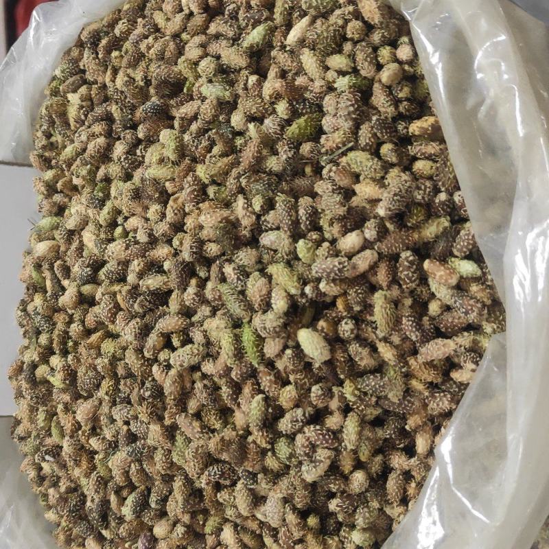 野生苍耳子质量保证货源充足量大从优质量保证欢迎咨询