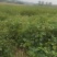 野生苍耳子质量保证货源充足量大从优质量保证欢迎咨询