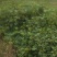 野生苍耳子质量保证货源充足量大从优质量保证欢迎咨询