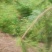 野生苍耳子质量保证货源充足量大从优质量保证欢迎咨询