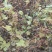 野生苍耳子质量保证货源充足量大从优质量保证欢迎咨询