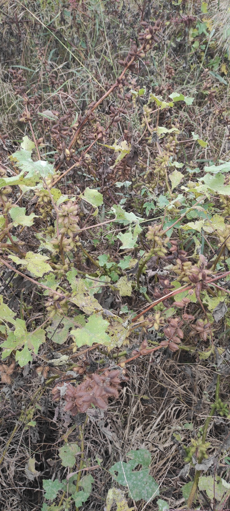 野生苍耳子质量保证货源充足量大从优质量保证欢迎咨询
