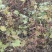 野生苍耳子质量保证货源充足量大从优质量保证欢迎咨询