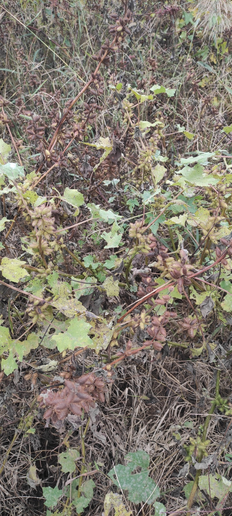 野生苍耳子质量保证货源充足量大从优质量保证欢迎咨询