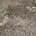 野生苍耳子质量保证货源充足量大从优质量保证欢迎咨询