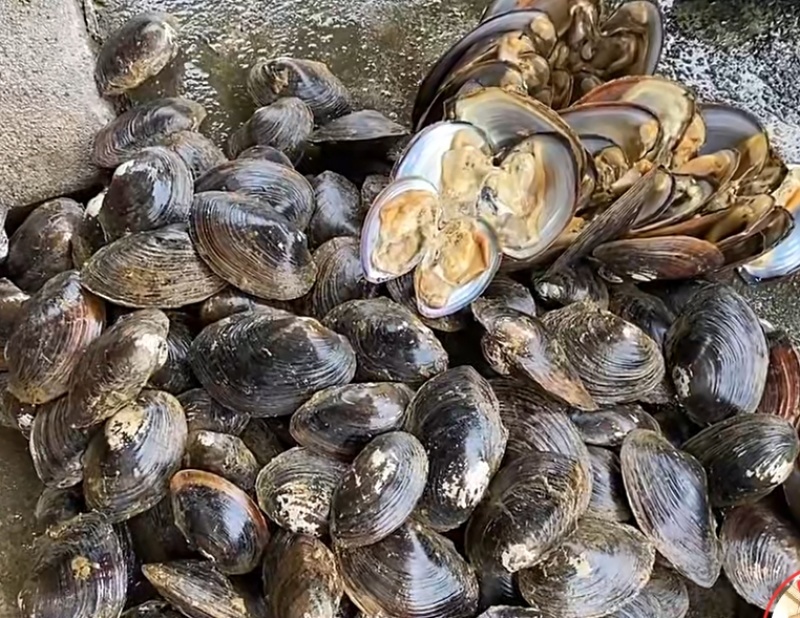 河蚌