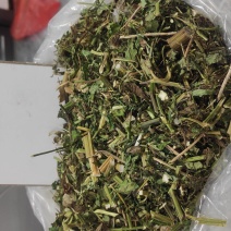 鬼针草产地直发量大从优质量保证一手货源欢迎咨询