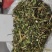 鬼针草产地直发量大从优质量保证一手货源欢迎咨询
