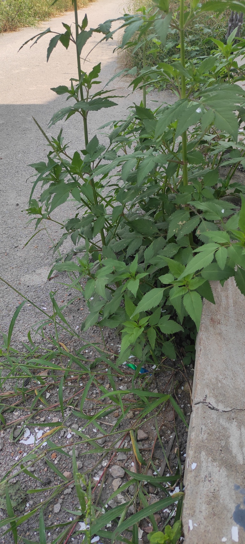 鬼针草产地直发量大从优质量保证一手货源欢迎咨询