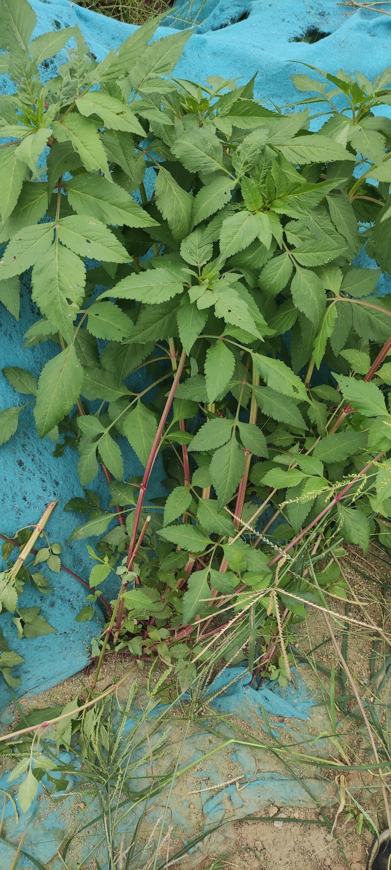 鬼针草产地直发量大从优质量保证一手货源欢迎咨询