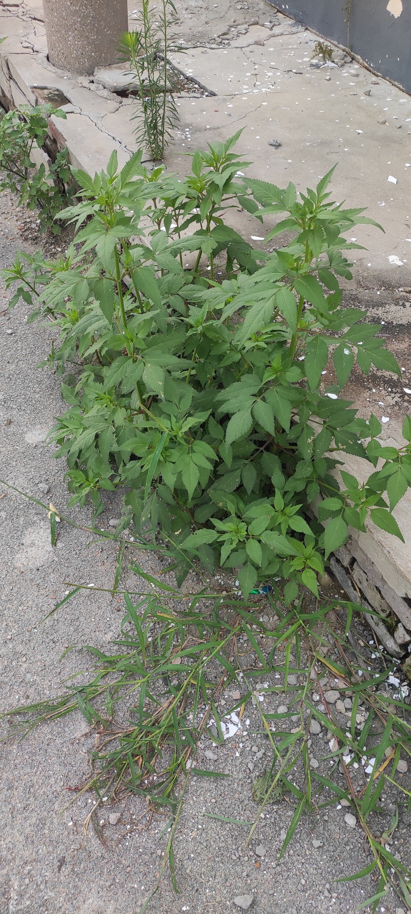 鬼针草产地直发量大从优质量保证一手货源欢迎咨询