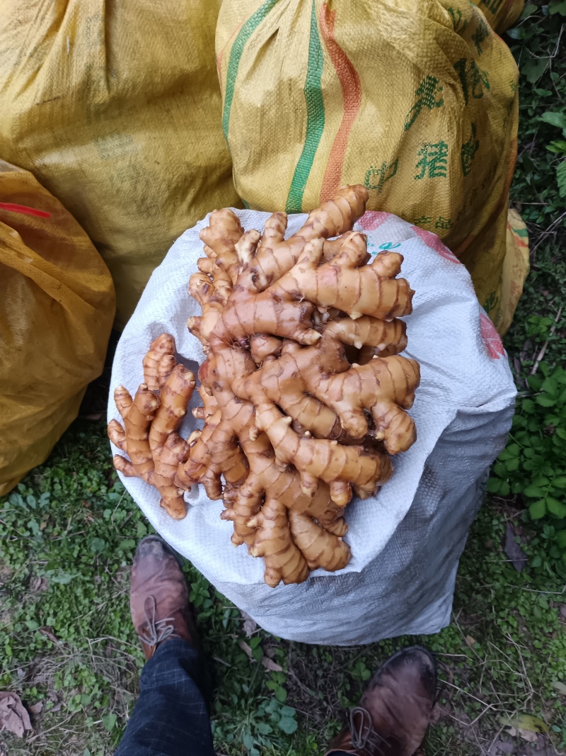 湖南二号黄姜，湖南双牌黄姜