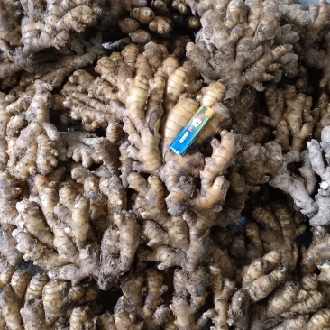 湖南二号黄姜，湖南双牌黄姜