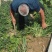 牛筋草干货货源充足质量保证量大从优欢迎咨询