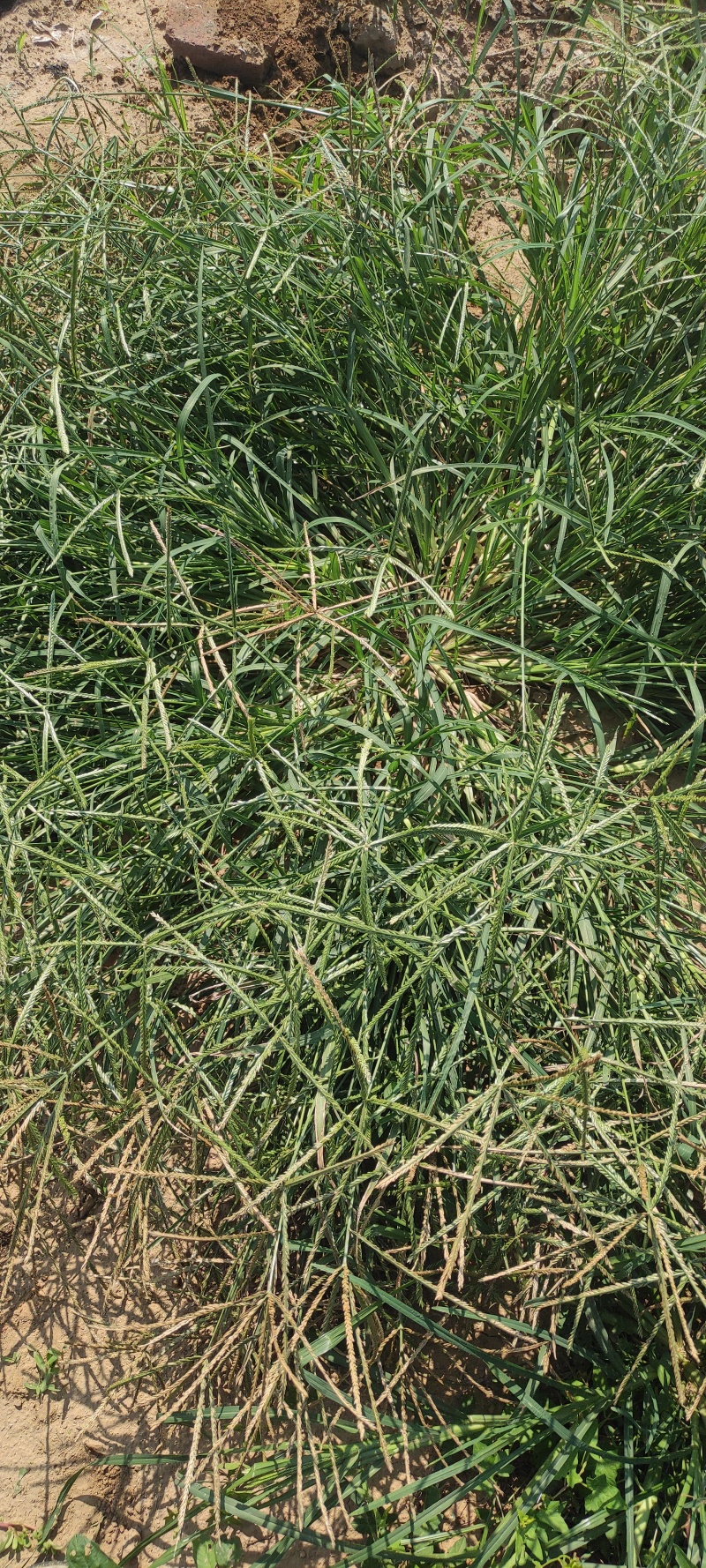 牛筋草干货货源充足质量保证量大从优欢迎咨询