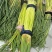 河南新鲜蒜苔下来了，当天采摘当天发