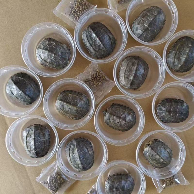 中华草龟田园外塘冷水活物乌龟活体小草观赏宠物便宜