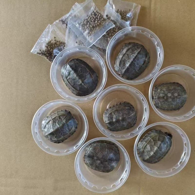 中华草龟田园外塘冷水活物乌龟活体小草观赏宠物便宜