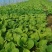 矮脚菜，青菜，太溯菜，杭白菜，鸡毛菜，生菜