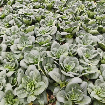 矮脚菜，青菜，太溯菜，杭白菜，鸡毛菜，生菜