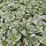 矮脚菜，青菜，太溯菜，杭白菜，鸡毛菜，生菜